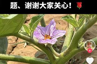 晴雨表！哈登本赛季第4次砍下25+ 快船四战全胜